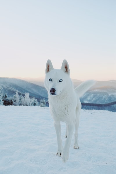 白昼雪地上的白色西伯利亚哈士奇犬